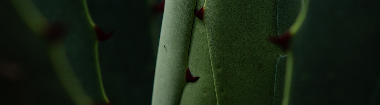 Mezcal